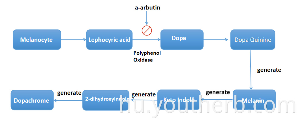 buy alpha arbutin powder